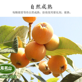 大五星枇杷苗，嫁接龍泉大五星枇杷苗品種，大五星枇杷苗價(jià)格
