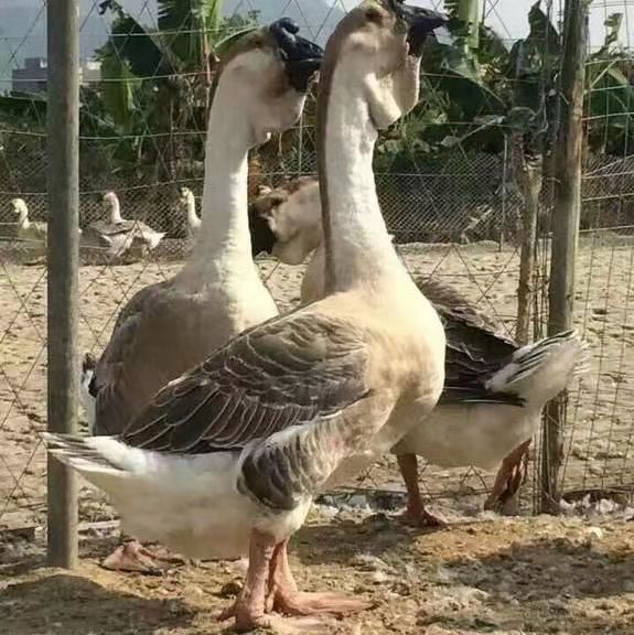 广东狮头鹅苗马岗鹅苗朗德鹅苗白鹅苗