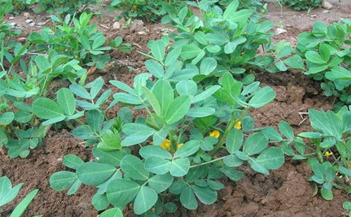 花生立枯病該如何防治？用什么藥合適？