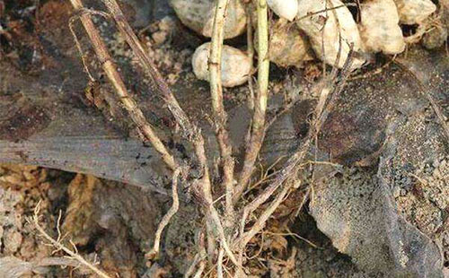 花生菌核病有哪些癥狀表現(xiàn)？該如何防治？