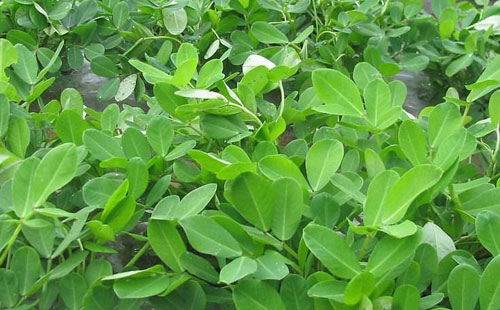 花生早衰的原因及防治對策深入分析