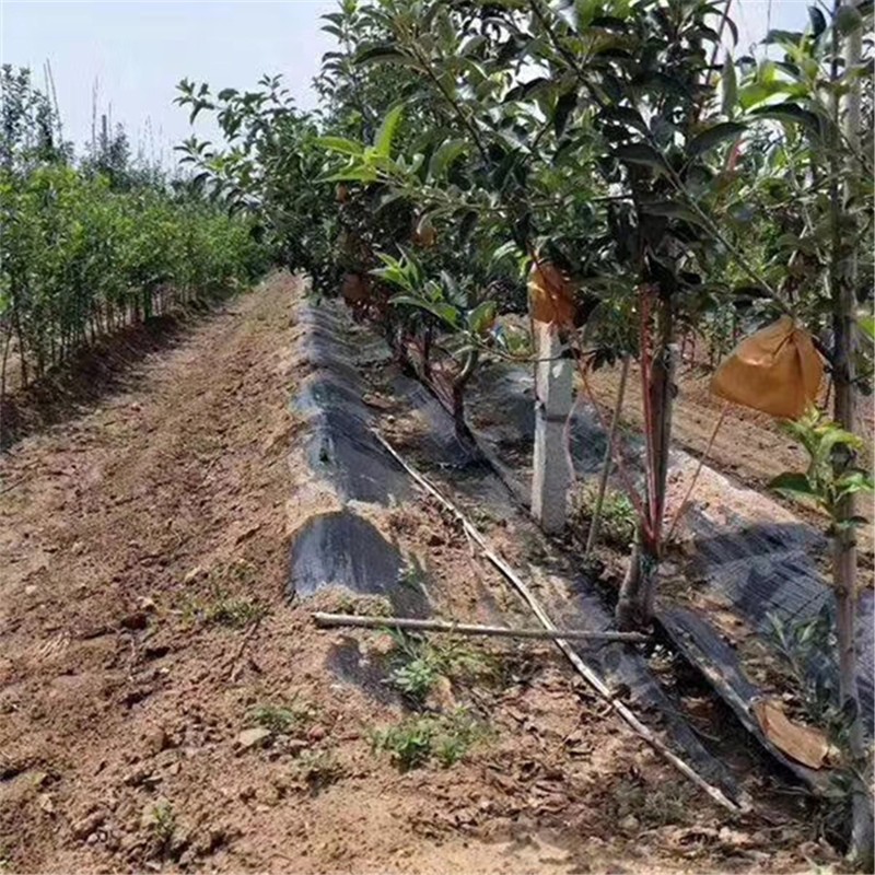 岳阳果园聚丙烯除草布价格