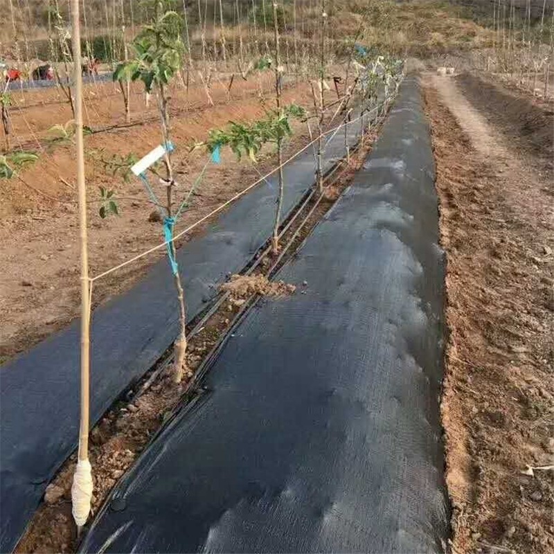 高郵果園防草地布果樹抑草布