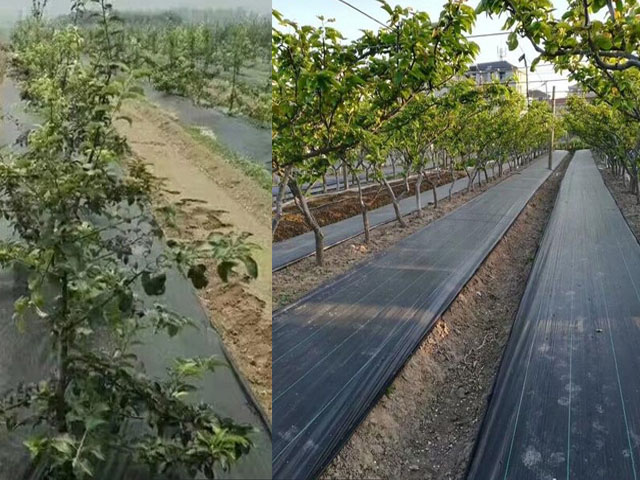 果園防草布什么時(shí)候鋪效果好？