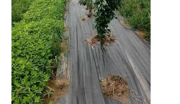 淺談防草布