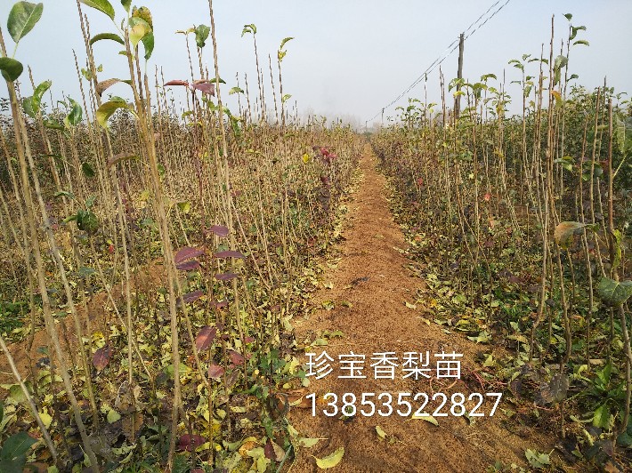 IMG_20181115_194203.jpg