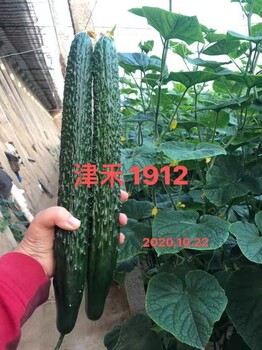 津禾1912黃瓜種子津禾1902強雌黑亮壽光黃瓜苗廠
