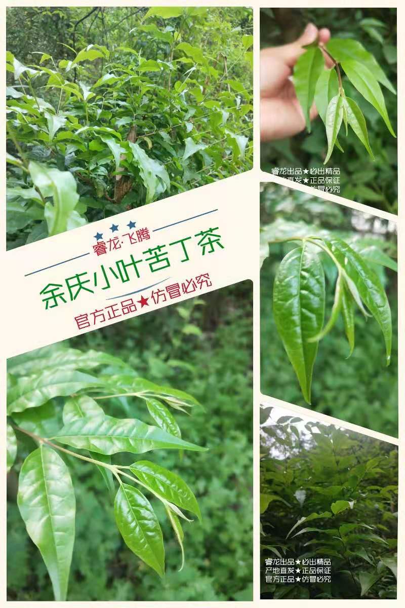 贵州余庆小叶苦丁茶