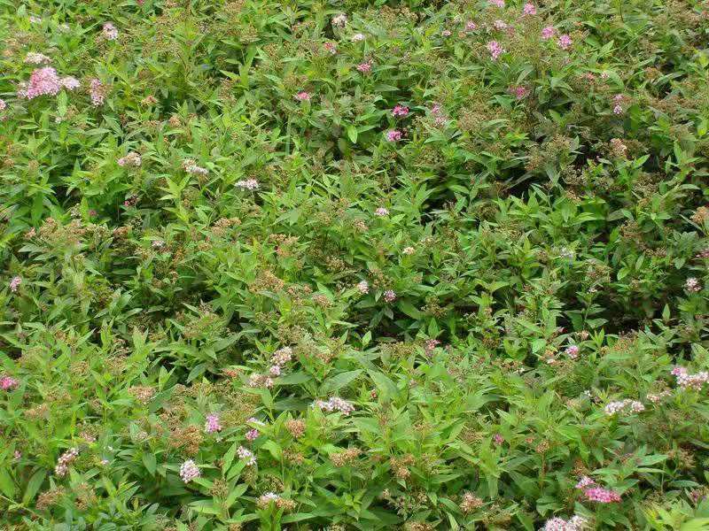 繡線菊 (1).jpg