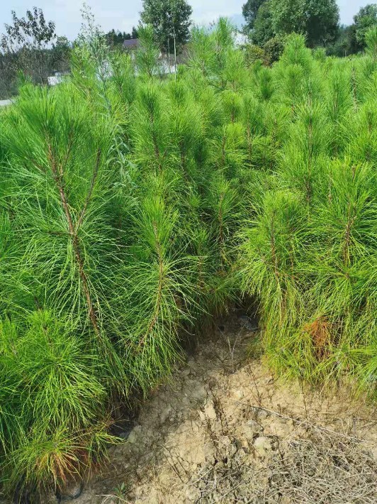 湿地松苗种植地