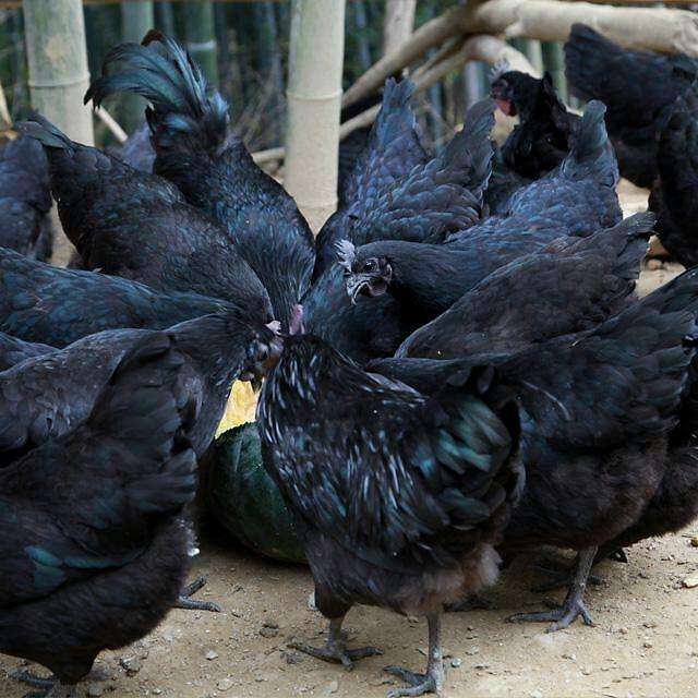 五黑鸡又名明代黑毛乌骨鸡,是我国稀有珍禽.现有1300多年的养殖历史.