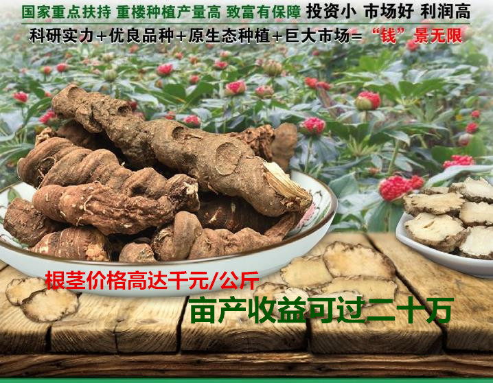七葉一枝花種植 七葉一枝花種植