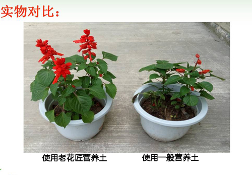 對比1.jpg