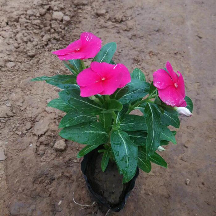 u=712548987,2805427220&fm=199&app=68&f=JPEG.jpg