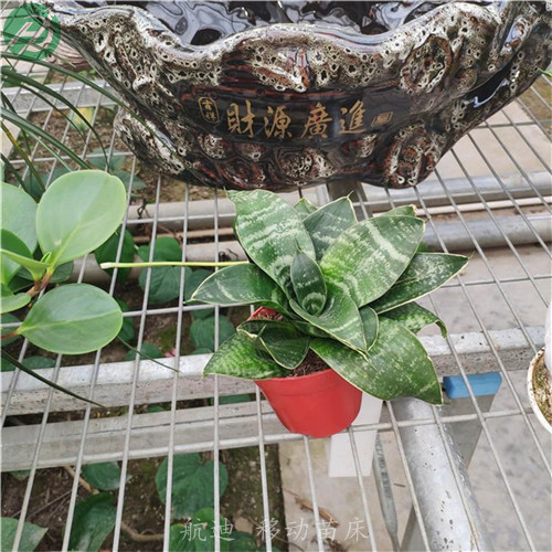 移動苗床 (39).jpg