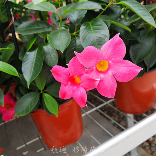 移動(dòng)苗床 (103).jpg