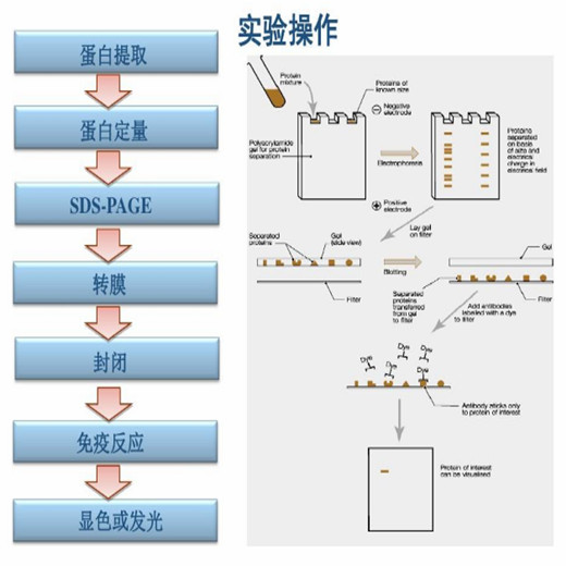 小鼠纤溶抑制因子/凝血酶激活的纤溶抑制物(tafi)elisa试剂盒