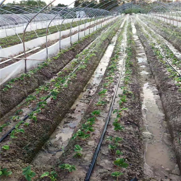 山西长治县大田滴灌设备贴片式滴灌带作用于蔬菜灌溉