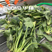 上海制造蔬菜漂烫杀青设备品种繁多,漂烫机