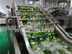 上海生产蔬菜漂烫杀青设备价格实惠,蔬菜漂烫设备