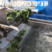 华邦漂烫机,北京全新蔬菜漂烫杀青设备安全可靠