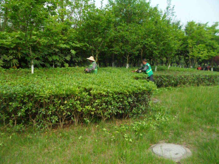 绿地修剪技术视频,绿地修剪技术视频教程