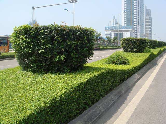 绿地修剪技术视频,绿地修剪技术视频教程
