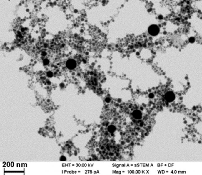 rhodium-nanoparticles772245586Rhodium-SEM.jpg