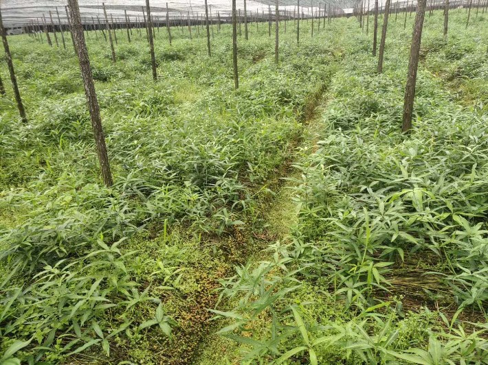 云南福康中药材种植有限公司云南福康中药种苗批发,黄精小