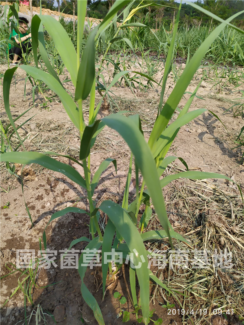黄金草之绿洲一号菌草,绿洲1号牧草绿洲一号种苗