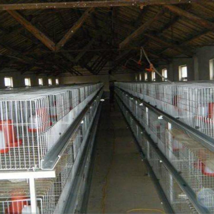 3、鸡笼设备、自动化鸡笼、养鸡笼、全自动养鸡设备 (3).jpg