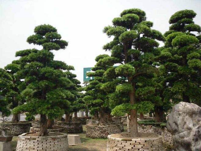 罗汉松,别名土杉,罗汉松科,罗汉松属常绿针叶乔木,高达20m,胸径达60cm