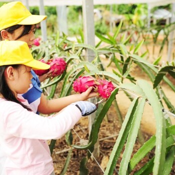 深圳周边游采摘植树+深圳宝安春游亲子游野炊烧烤农家乐