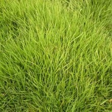 贵州贵阳高羊茅种子护坡草籽绿化免修剪耐践踏草坪草种