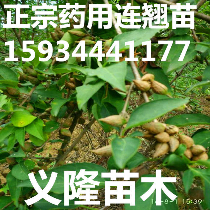 1533446832924303.jpg