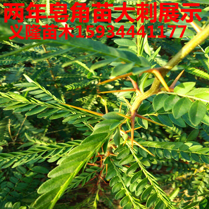 1533447491480129.jpg 皂角苗10.jpg