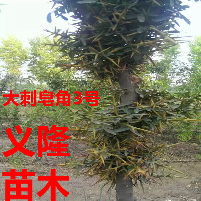 阿黑图曲谱