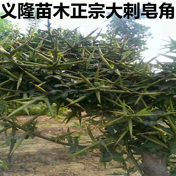 阿黑图曲谱