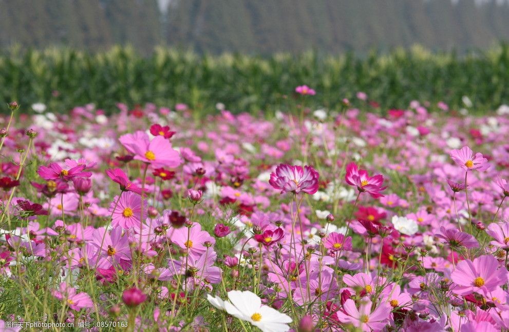 波斯菊1.jpg