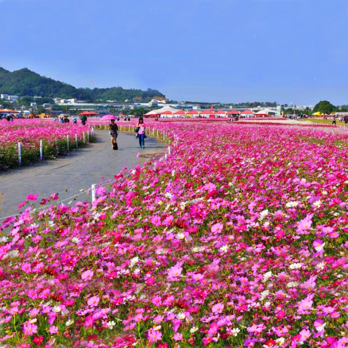 波斯菊0.jpg