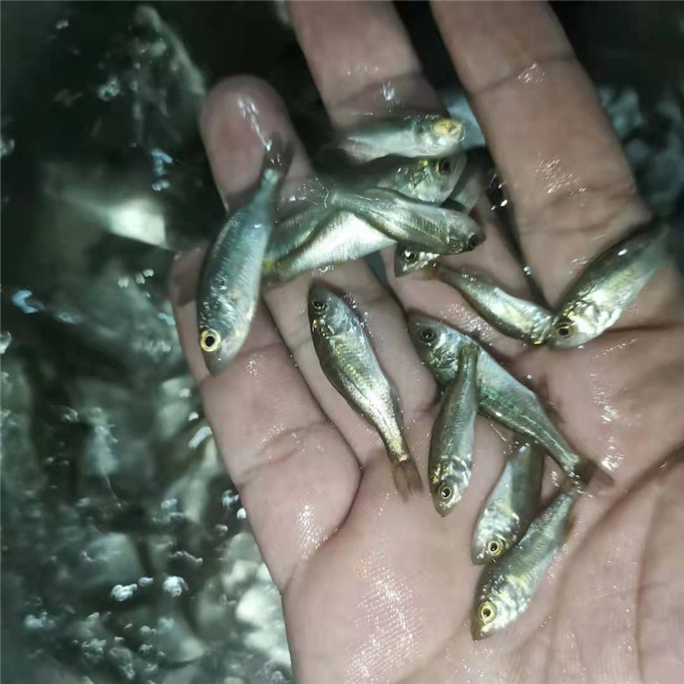 高成活率海鲈鱼苗水花苗各种淡水鱼苗海鲈鱼苗寸苗
