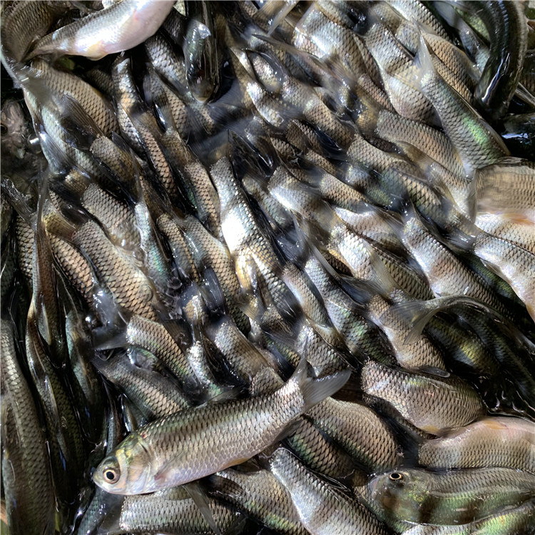 腾海销售各种淡水鱼苗皖鱼苗水花苗价格优惠