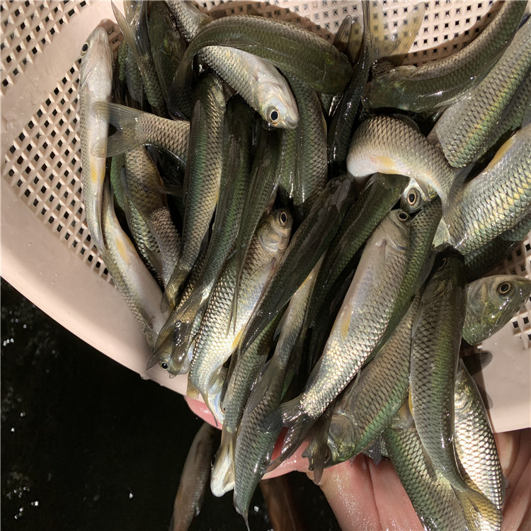 腾海销售各种淡水鱼苗皖鱼苗鱼苗水花质优价廉