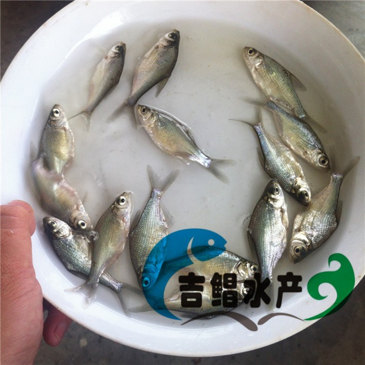 广东鲂鱼苗鳊鱼苗鳊鱼苗养殖基地武昌鱼苗58公分鱼苗