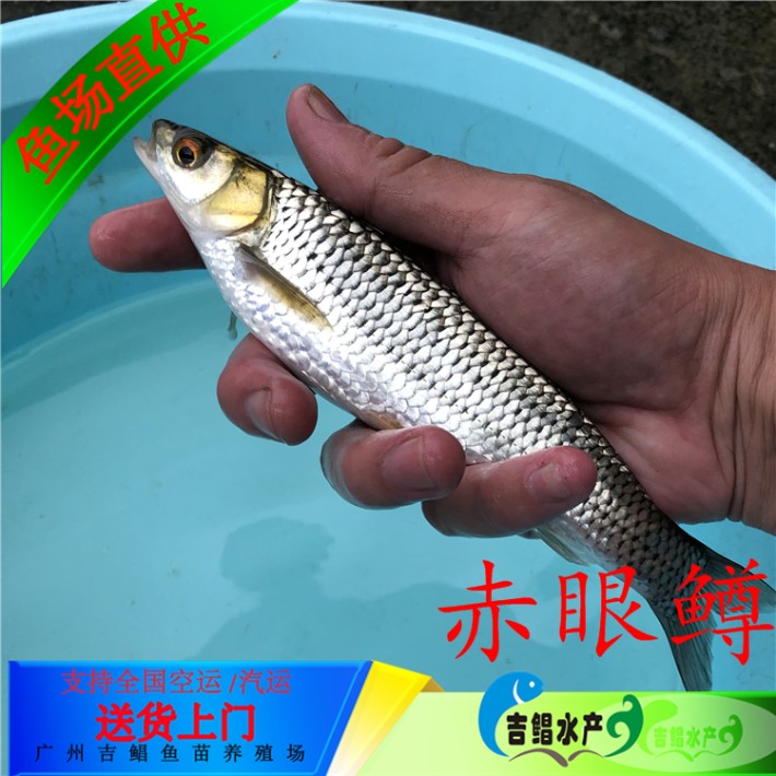 赤眼鳟,俗称红眼,黄河水系的名贵经济鱼类,市场公斤价40-60元具有