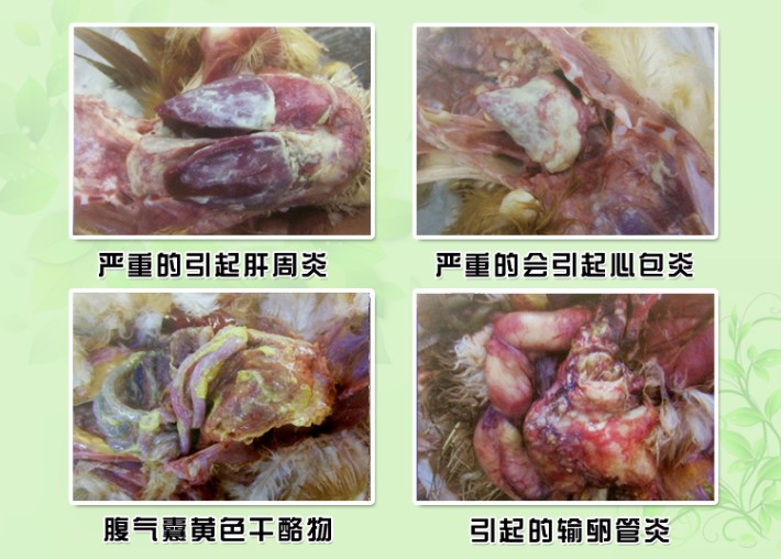 鸡拉稀,气囊炎,心包炎,肝周炎,大肠杆菌如何诊断防治?杆普泰