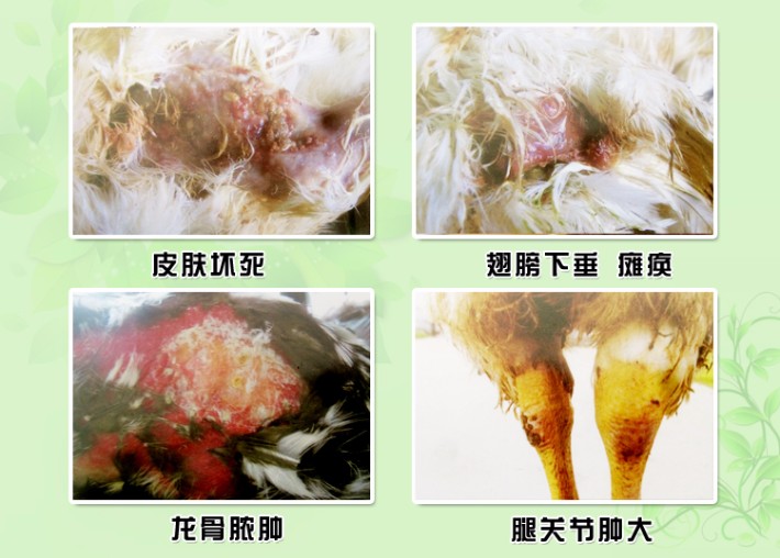 免费发布鸡养殖信息  葡萄球菌病是侵害家禽,哺乳动物和人的一种急性