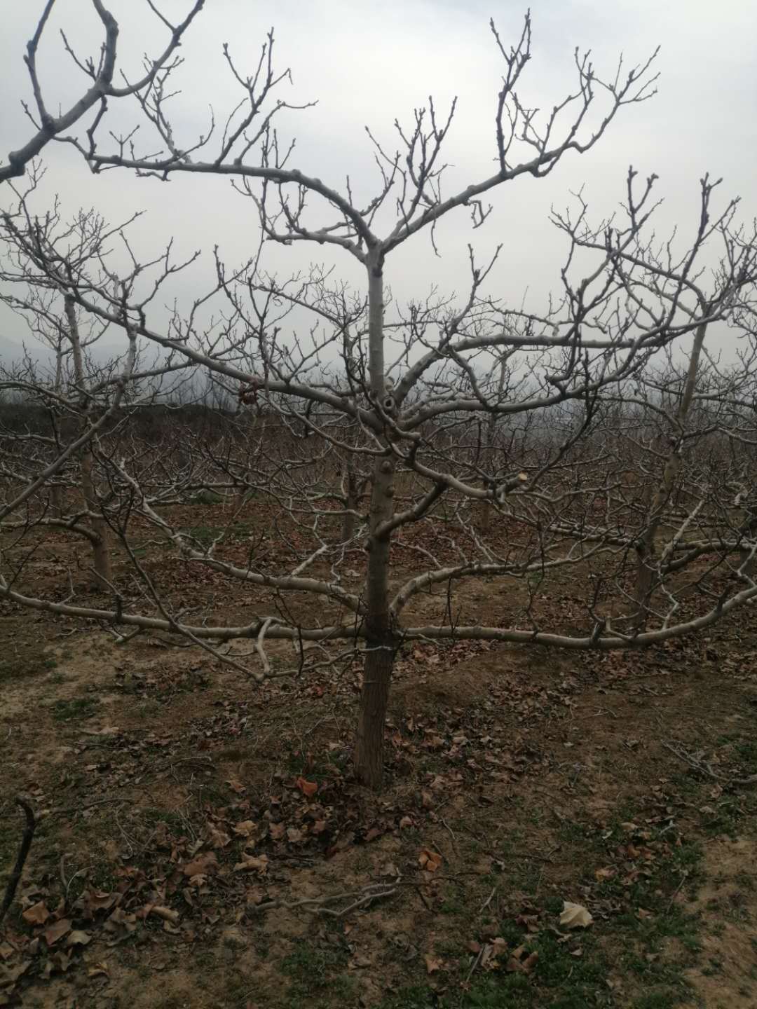 山楂樹19.jpg