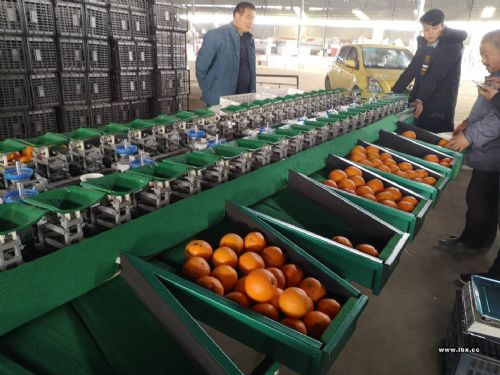 蒲江不知火选果机 称重分选柑橘大小等级 厂家推广