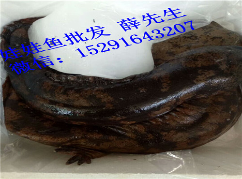 娃娃魚(yú)108.jpg